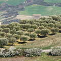 Acerenza | Olive tree cultivation
