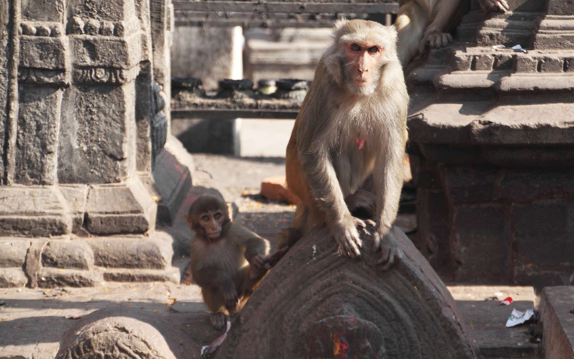 Kathmandu  |  Monkeys at Swayambhunath