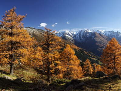 Felbertauern | Larch forest in autumn