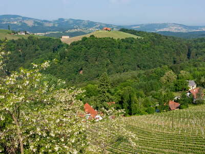 Sausal with vineyards