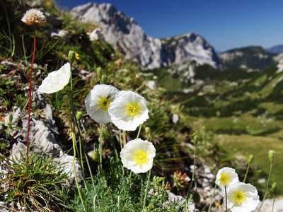 Hochschwab | Alpine poppy