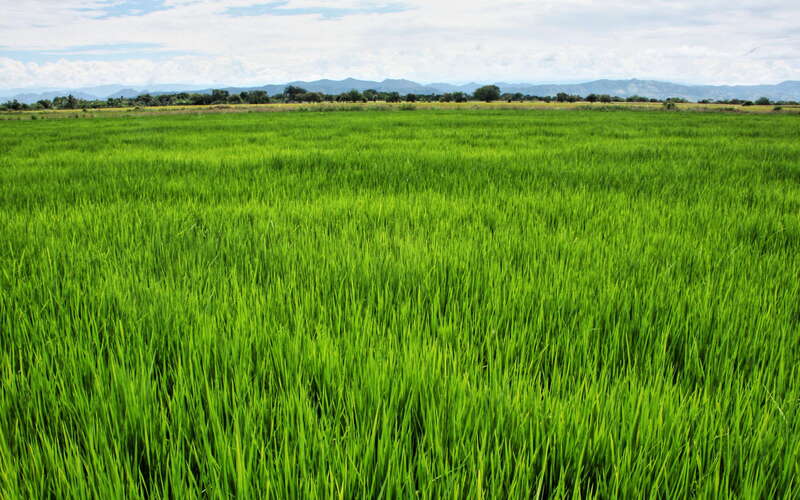 Río Magdalena Valley  |  Rice field