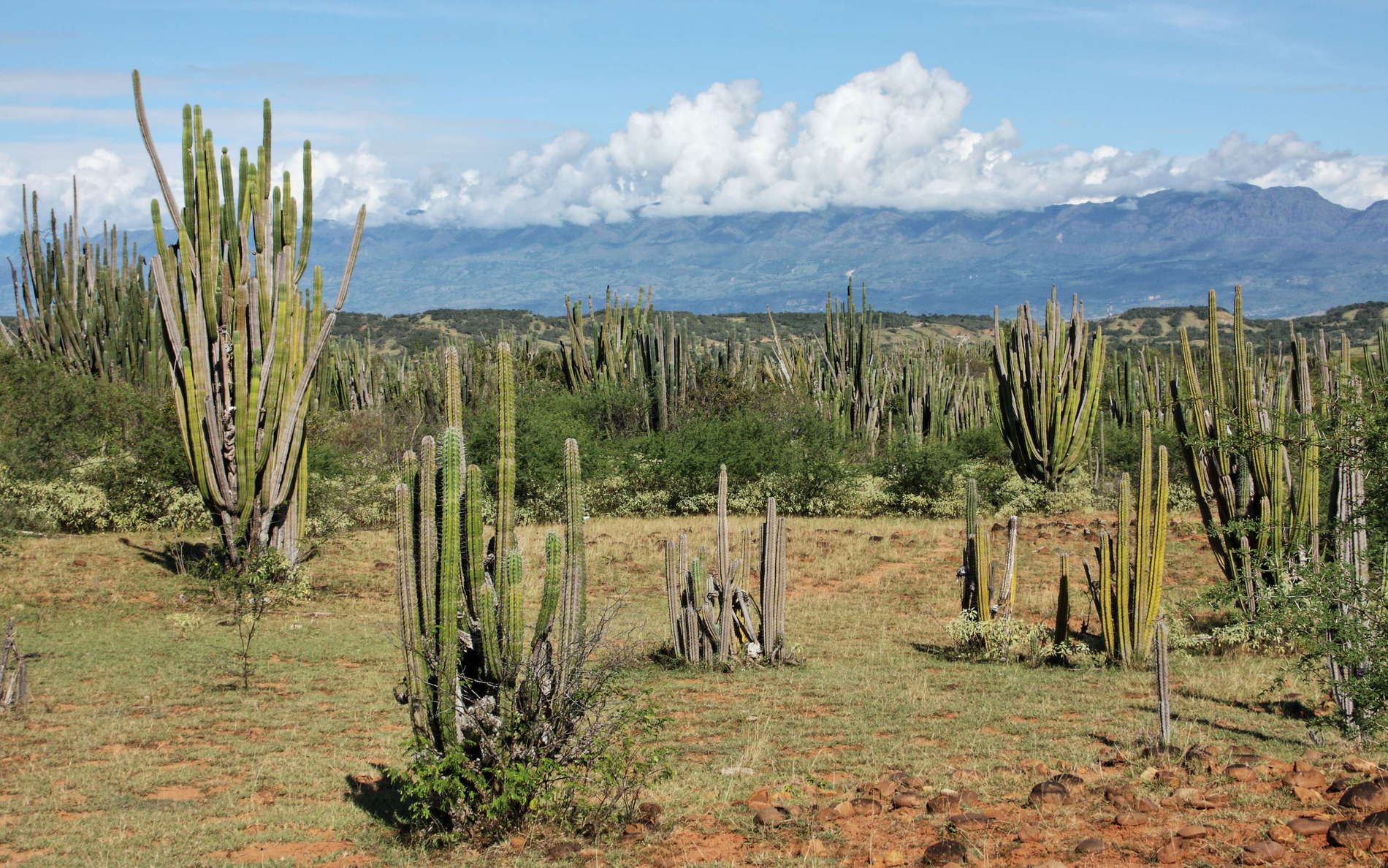 Tatacoa Desert  |  Columnar cacti
