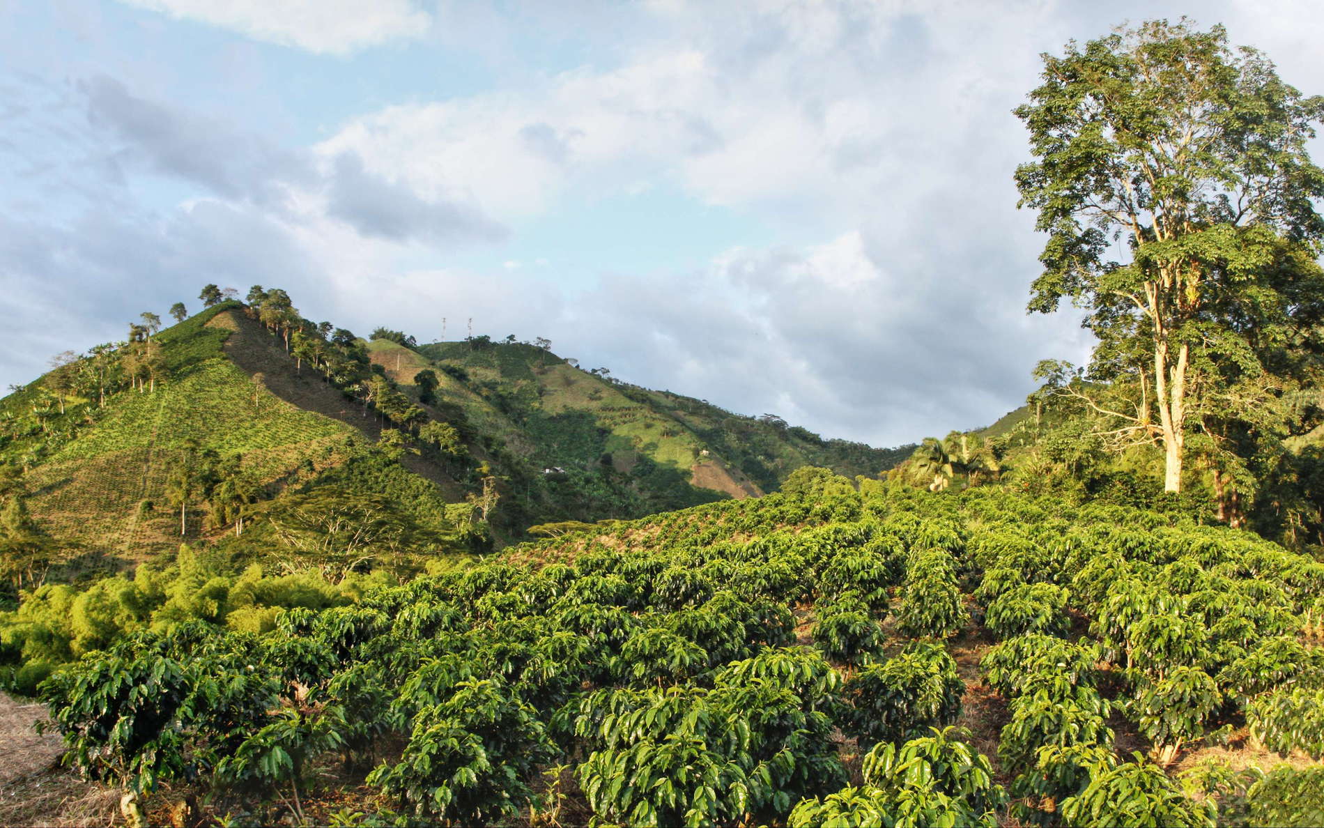 Chinchiná  |  Guayabal coffee farm