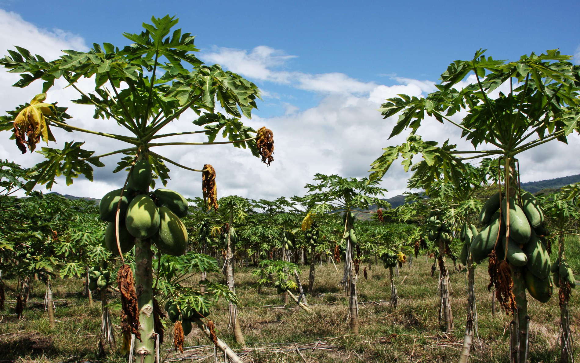 Cauca valley  |  Papaya cultivation
