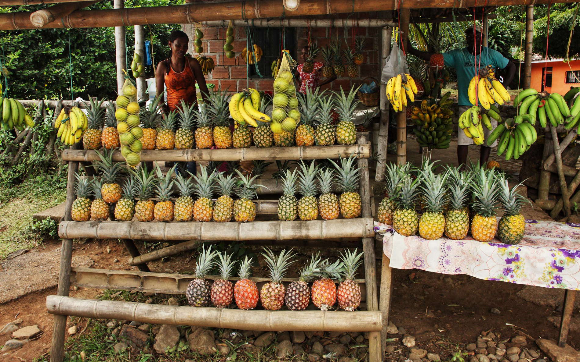 Cauca Valley  |  Tropical fruits