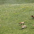 Khustayn Uul National Park  |  Przewalski horses