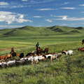 Erdene  |  Livestock with herders