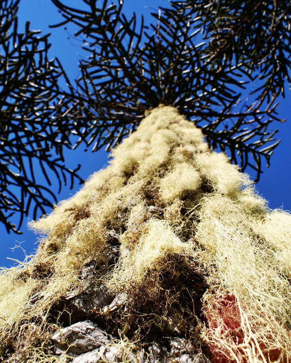 PN Conguillío | Araucaria tree with lichens
