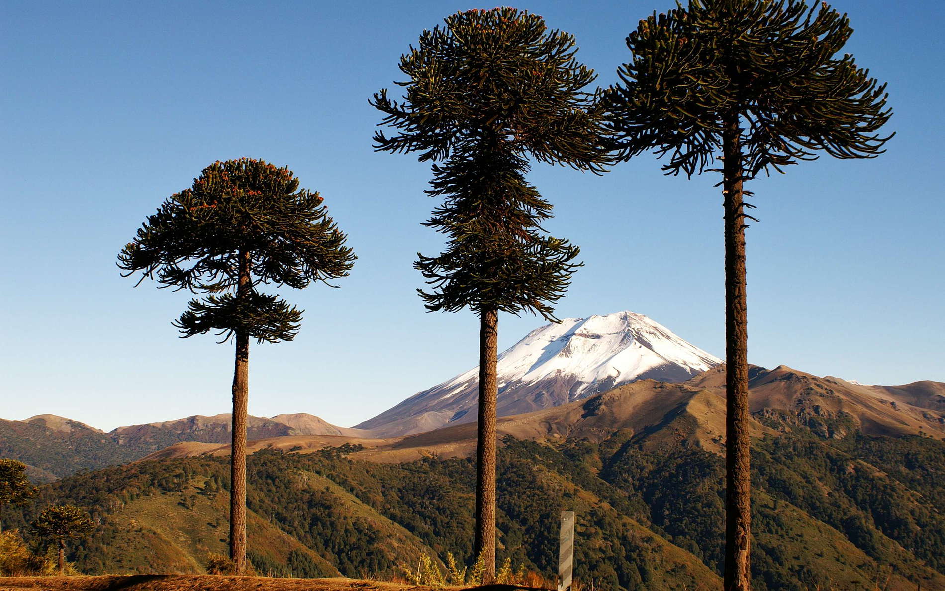Cuesta Las Raices | Araucaria trees and Volcán Lonquimay
