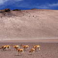 Salar de Aguas Calientes | Altiplano with vicuñas