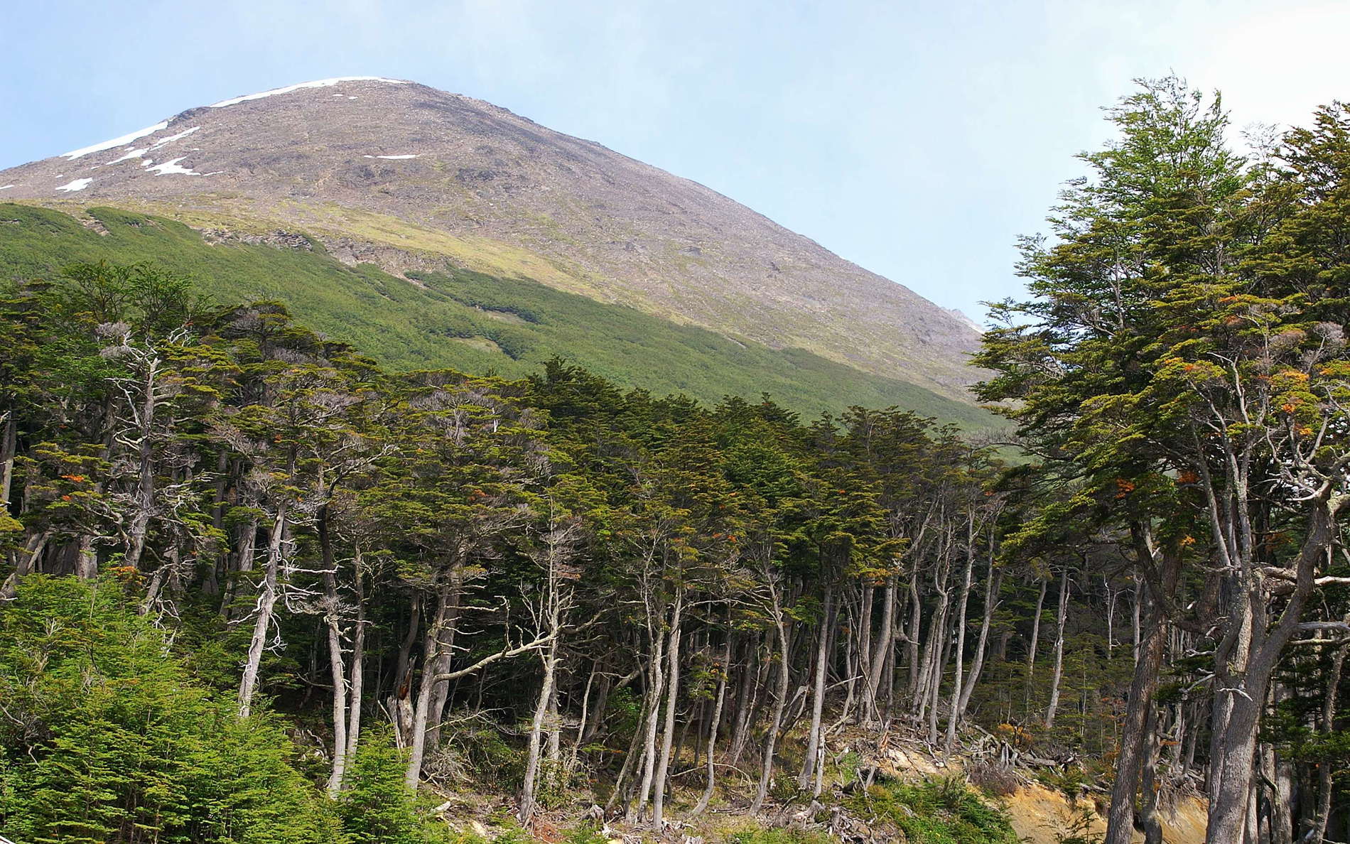 Ushuaia | Forest with Magellan's beech