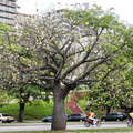 Rosario | Floss silk tree