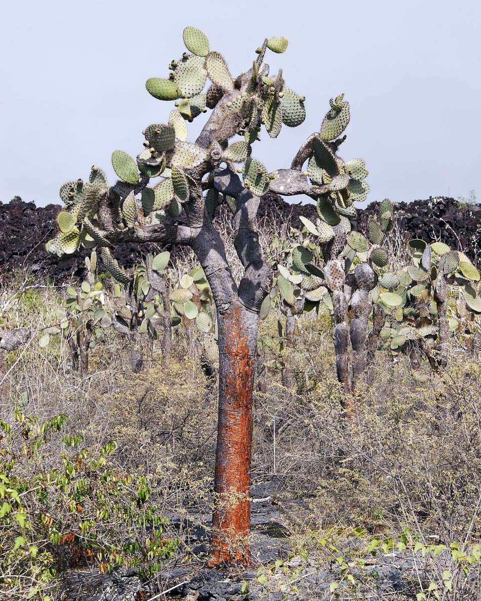 Isla Isabela  |  Galápagos prickly pear