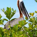 Isla Santa Cruz  |  Brown pelican
