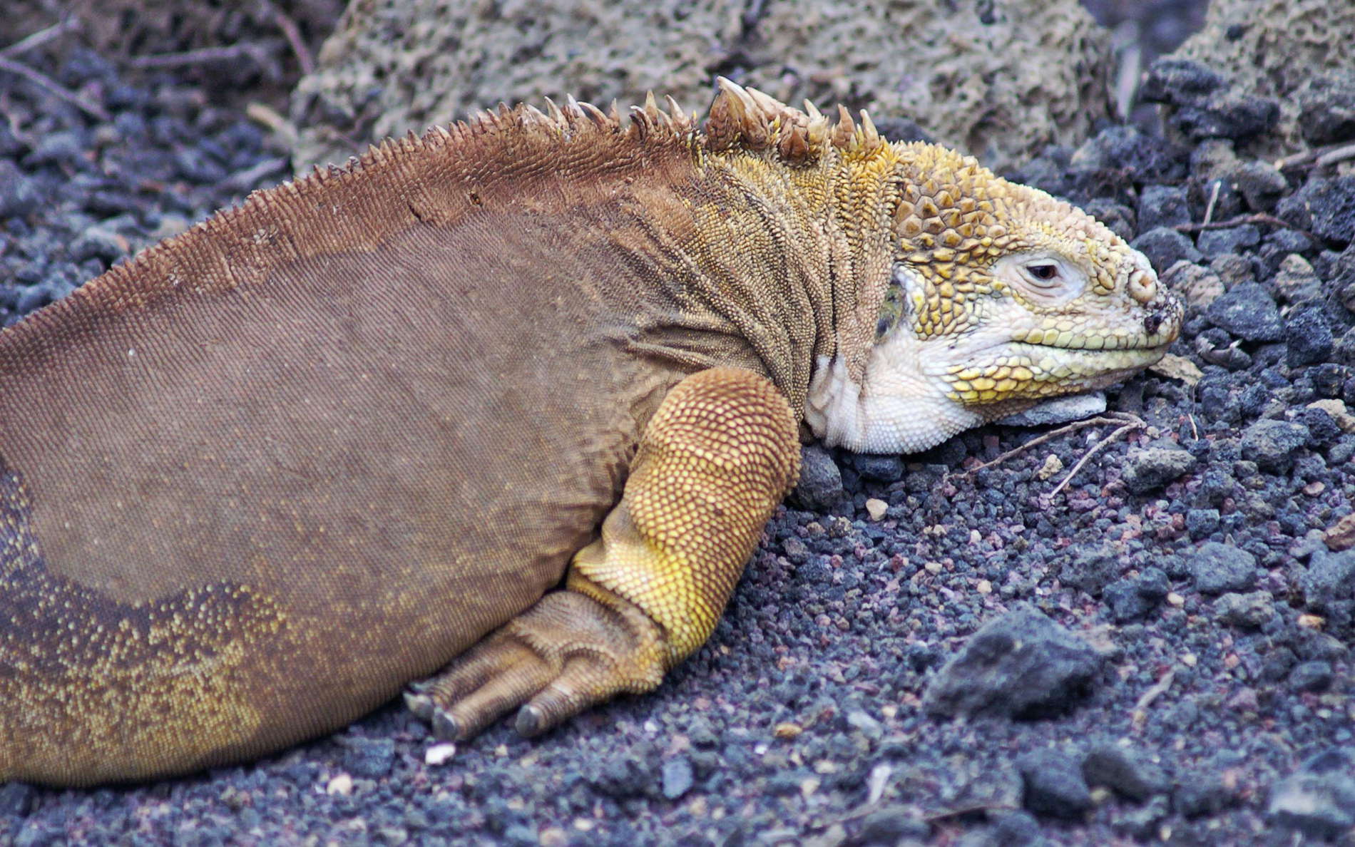 Isla Santa Cruz  |  Galápagos land iguana