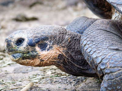 Isla Santa Cruz  |  Giant tortoise