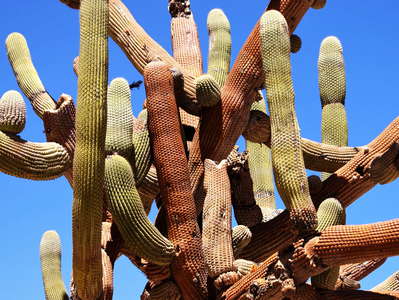 Valle de Lluta | Cactus
