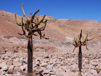 Valle de Lluta | Cacti