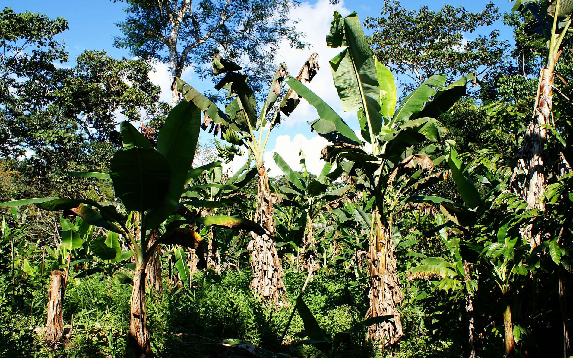 Tena  |  Banana cultivation
