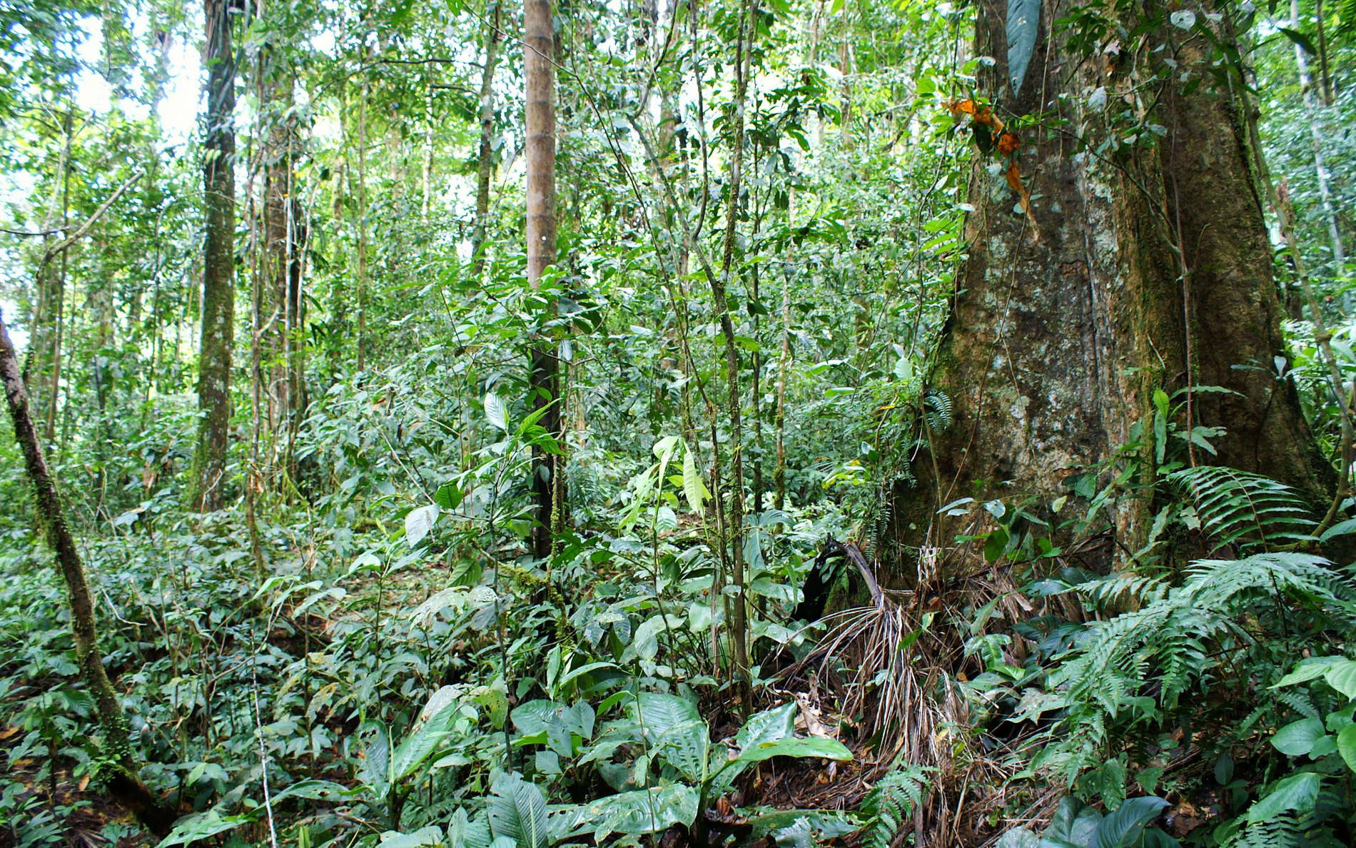 Tena  |  Tropical rainforest