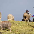 Páramo de Chimborazo  |  Sheep herding
