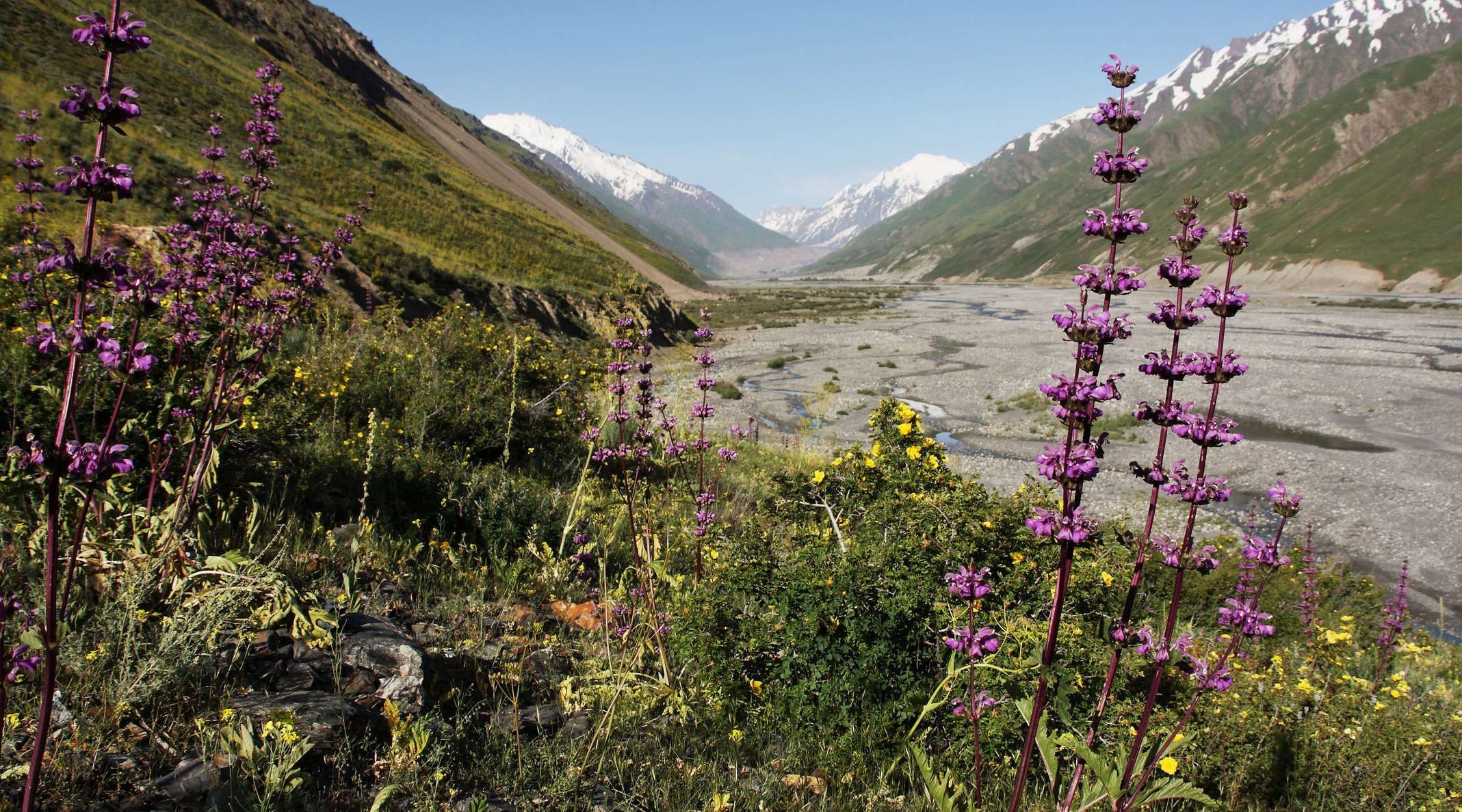 Upper Zarafshan Valley  |  Alpine vegetation