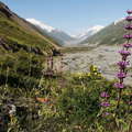 Upper Zarafshan Valley  |  Alpine vegetation