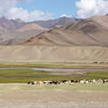 Murghab Valley with livestock