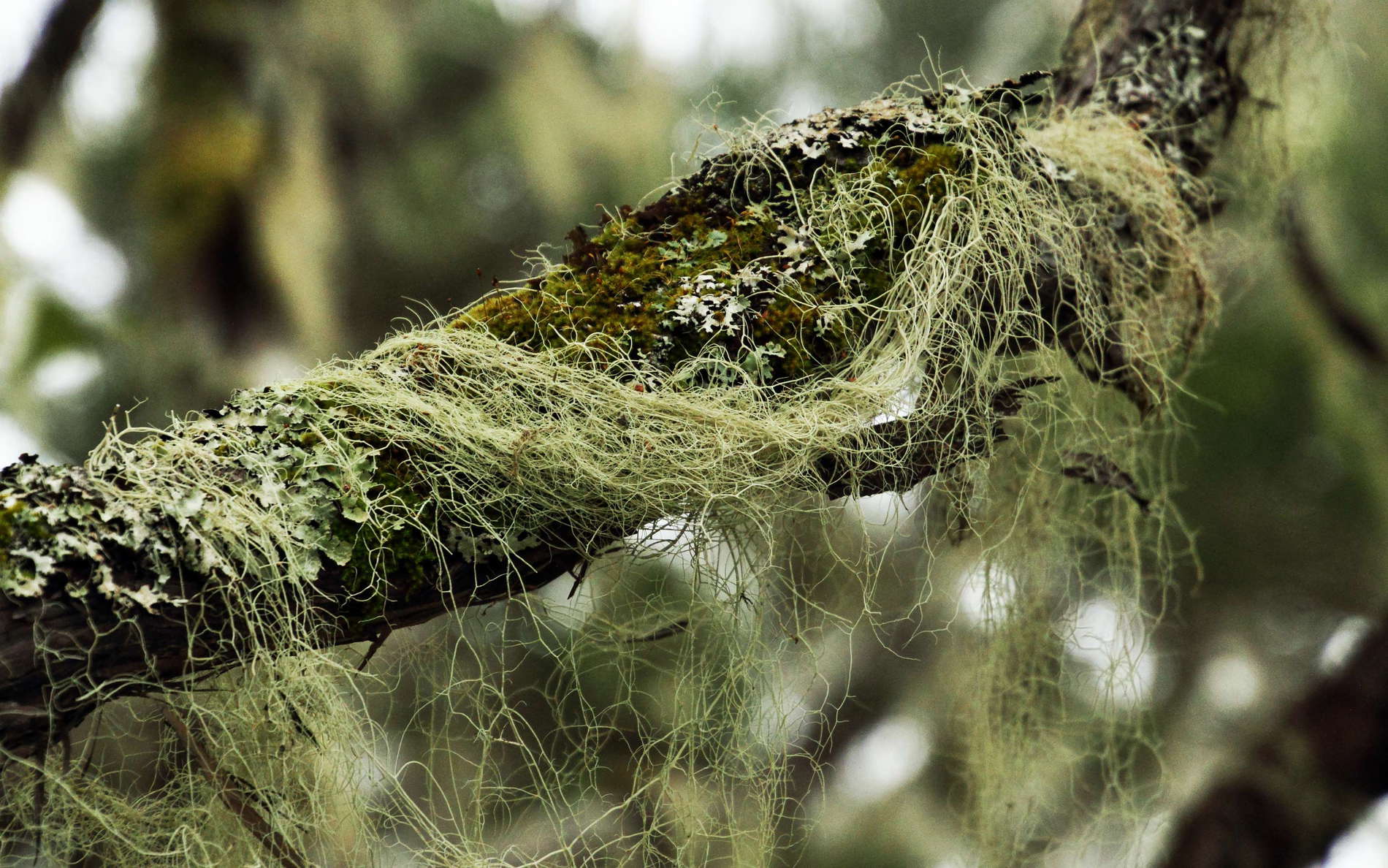 Cirque de Cilaos  |  Cloud forest with lichens