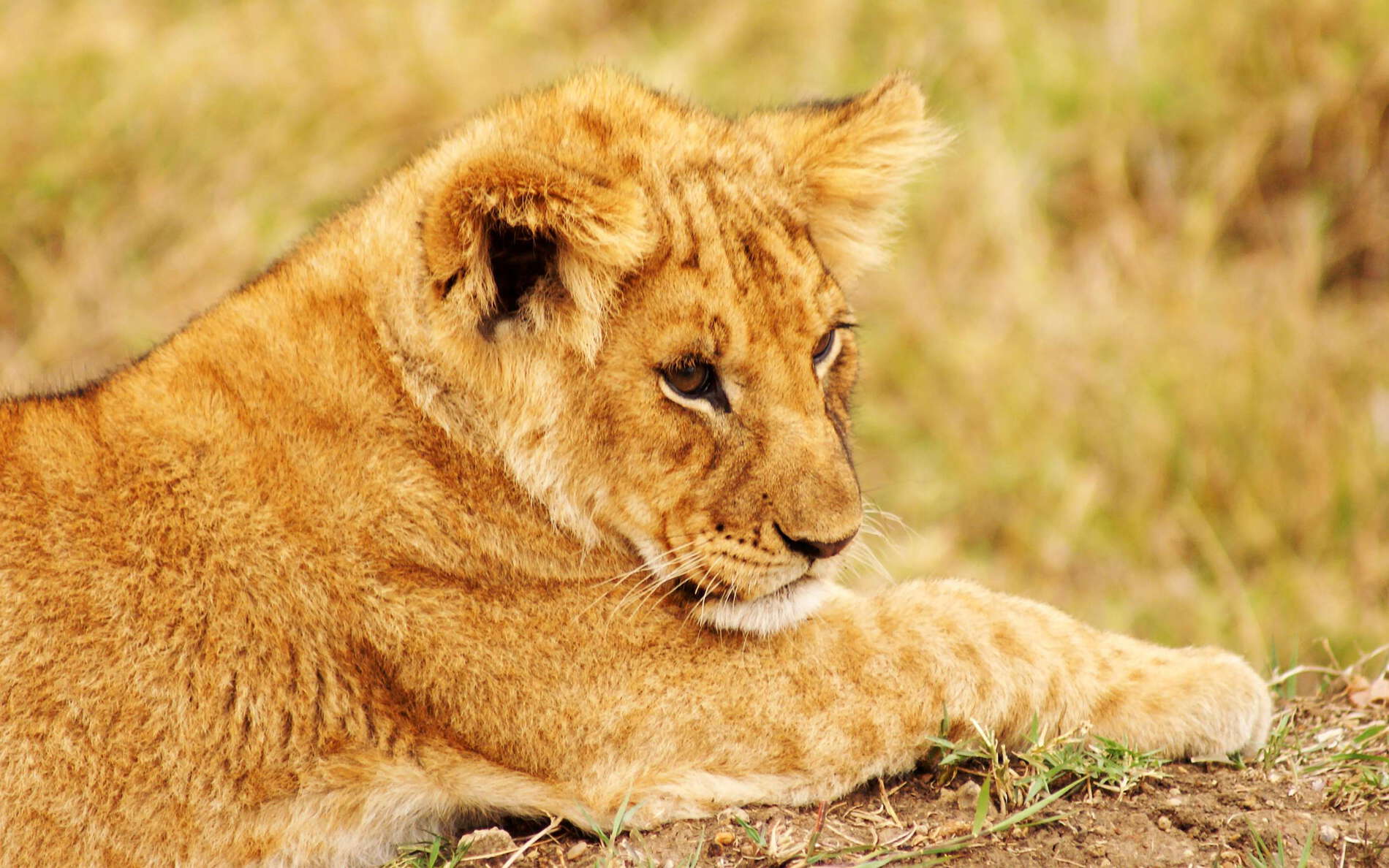 Masai Mara NR  |  Young lion