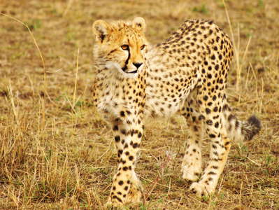 Masai Mara NR  |  Young cheetah