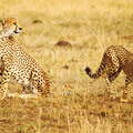 Masai Mara NR  |  Cheetah