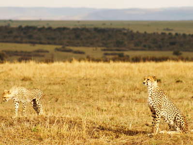 Masai Mara NR with Cheetah