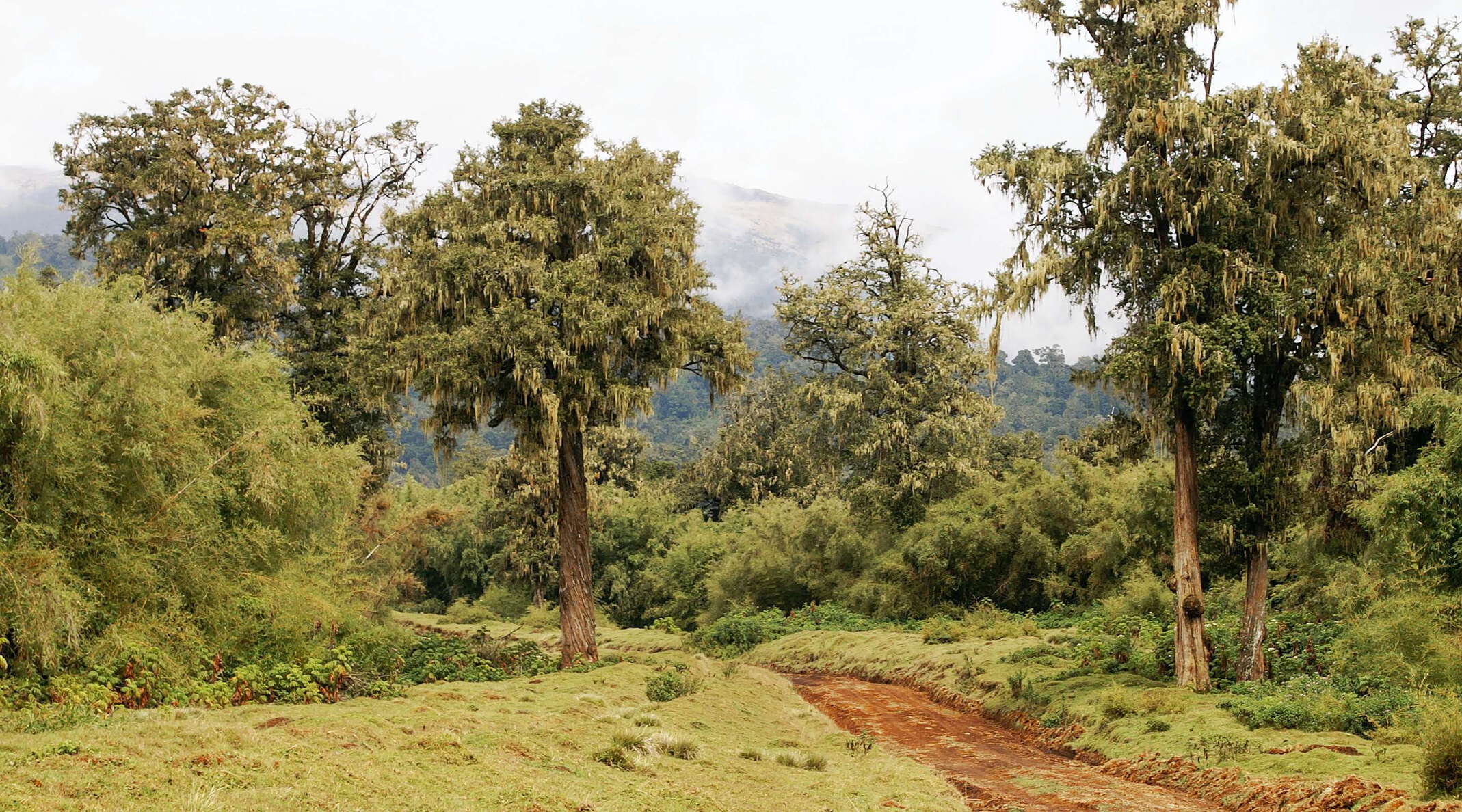 Mount Kenya NP  |  Montane rainforest