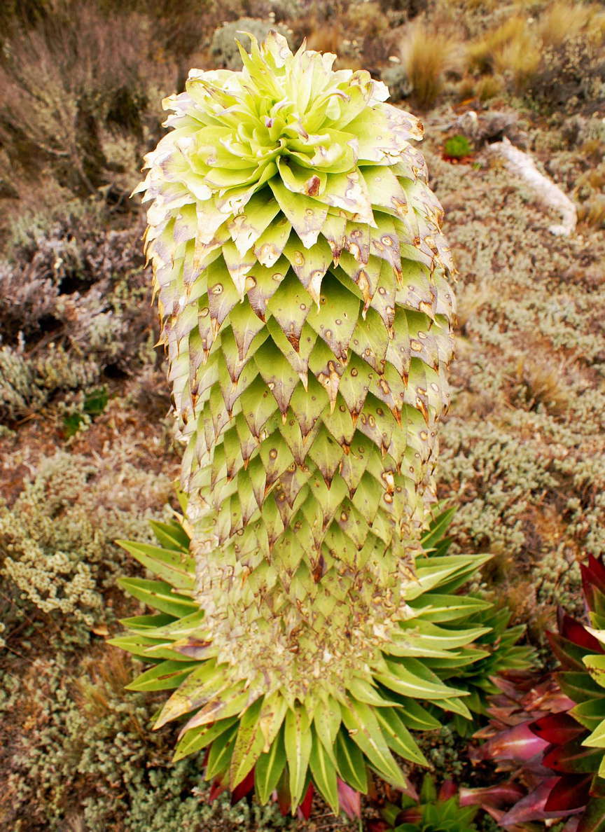 Mount Kenya NP  |  Lobelia deckenii ssp. keniensis