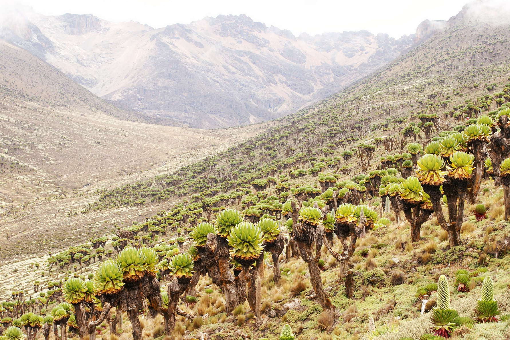 Mount Kenya NP  |  Afroalpine vegetation