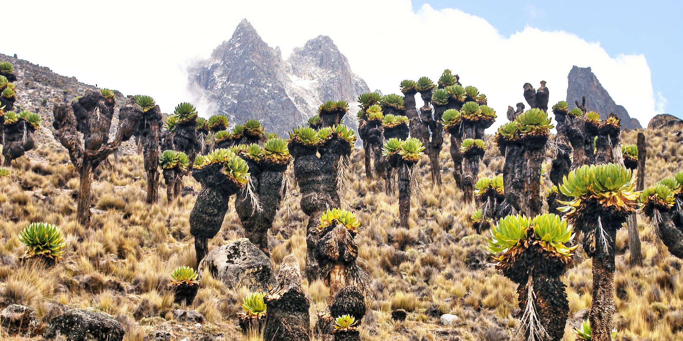 Mount Kenya NP  |  Giant groundsels and summit area