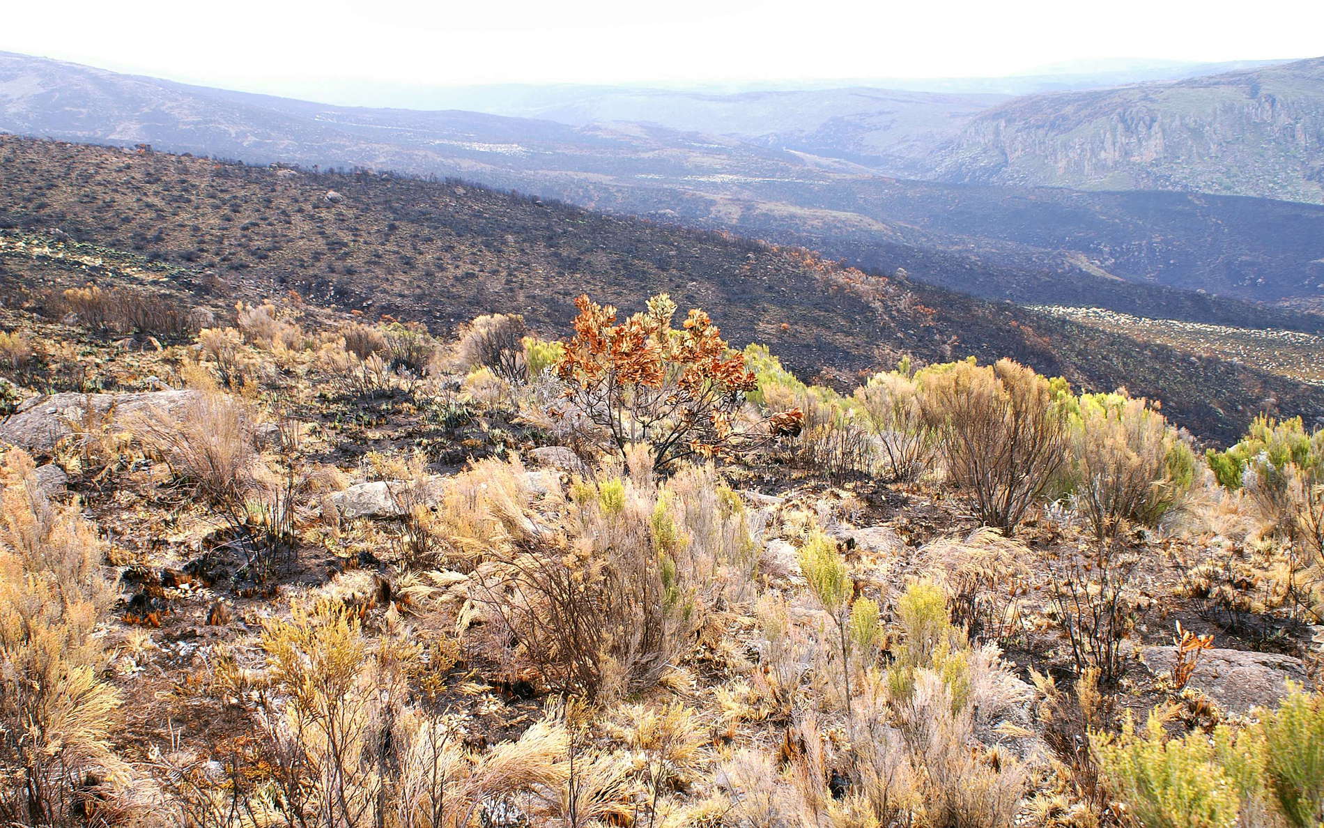 Mount Kenya NP  |  Burnt heathland