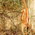 Samburu Buffalo Springs NR  |  Gerenuk