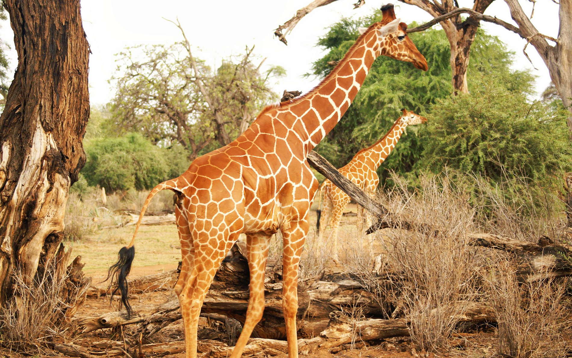 Samburu Buffalo Springs NR  |  Reticulated giraffes