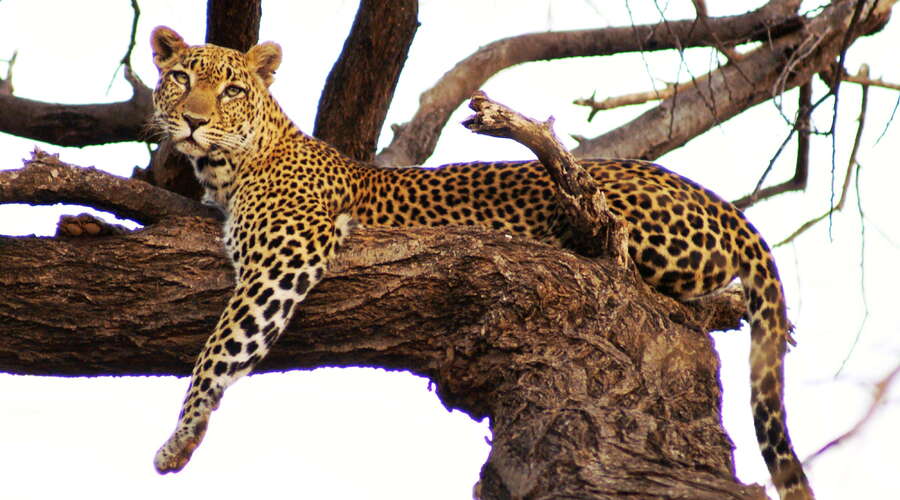 Samburu Buffalo Springs NR  |  Leopard