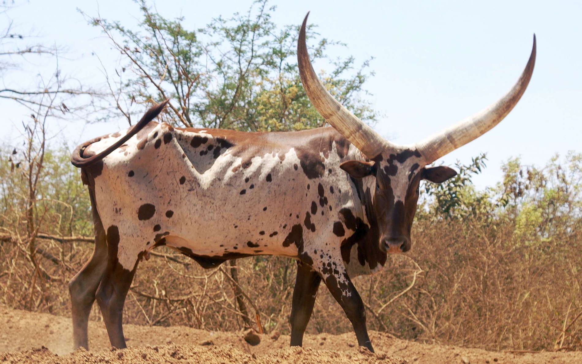 Nakasongola  |  Ankole Longhorn cattle