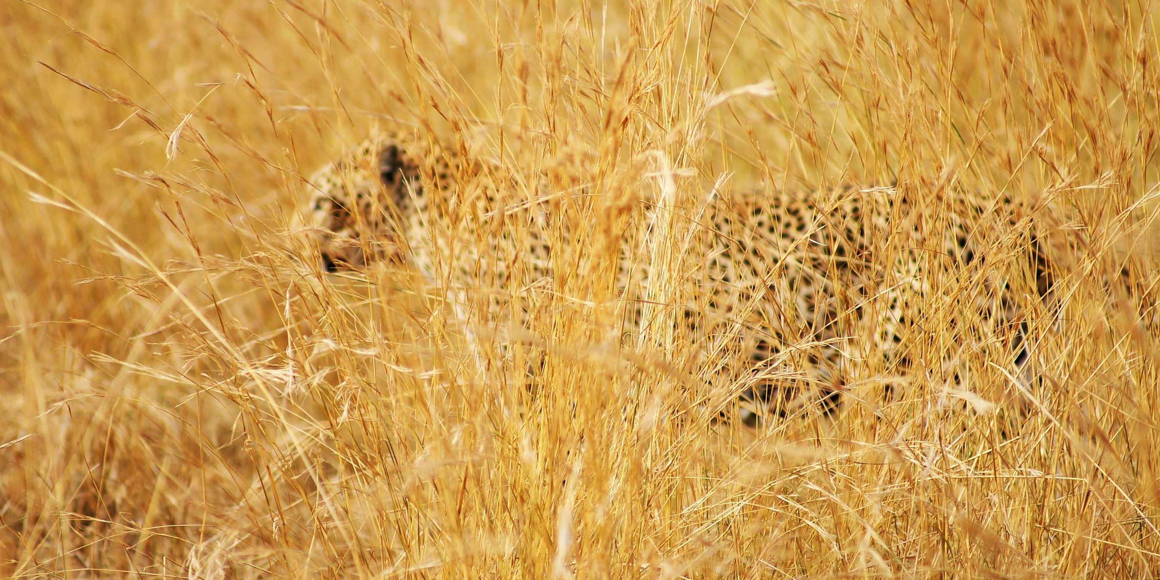 Murchison Falls NP  |  Leopard