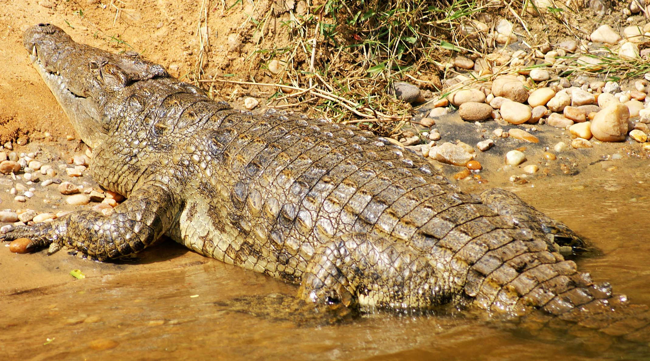 Murchison Falls NP  |  Nile crocodile