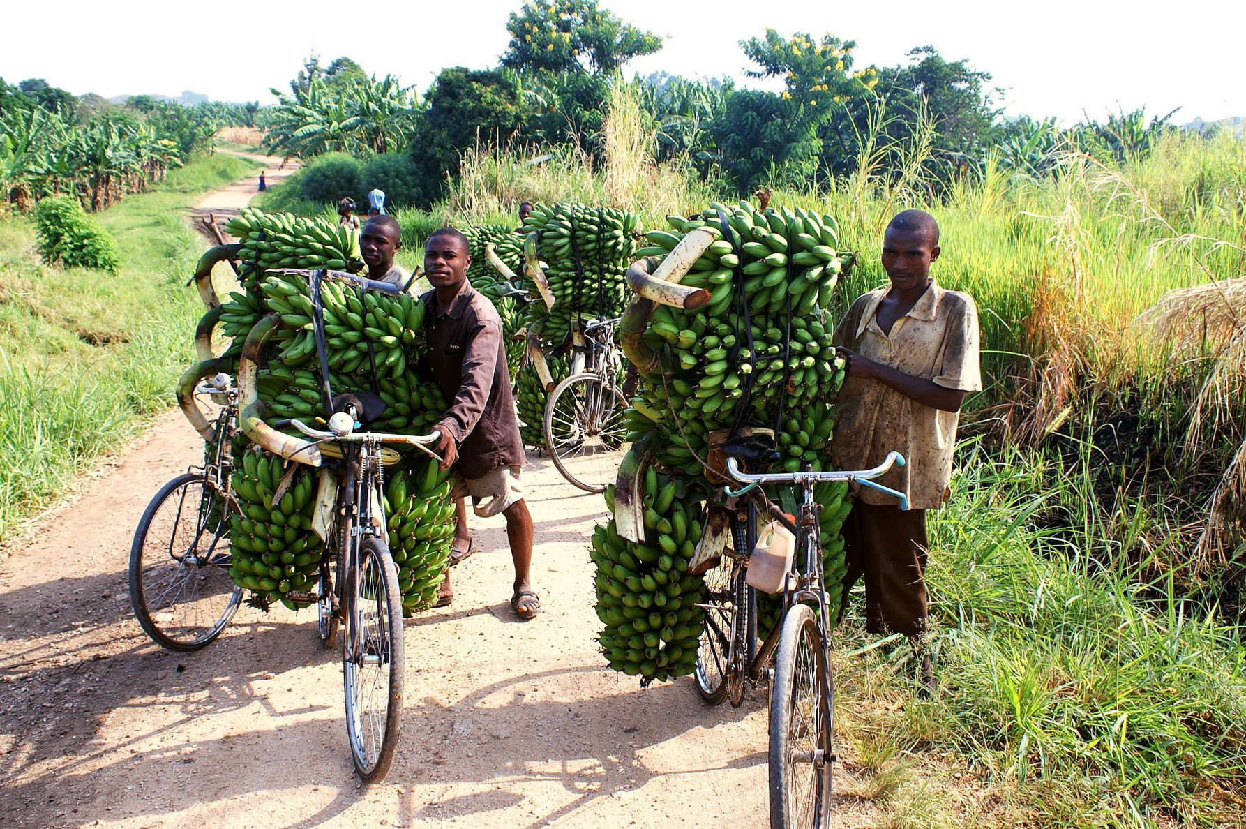 Western Uganda  |  Banana transport