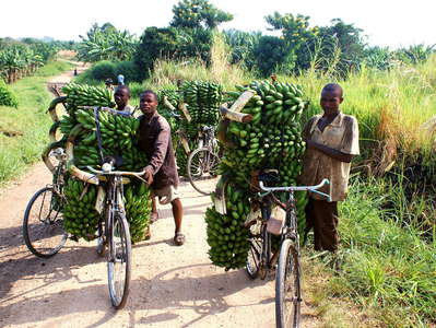 Western Uganda  |  Banana transport