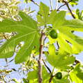 Tinghir  |  Fig tree
