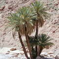 Todgha Gorge  |  Date palm