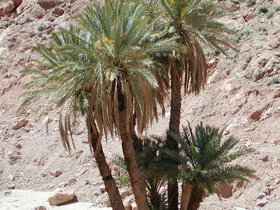 Todgha Gorge  |  Date palm